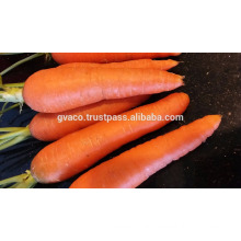 vietnam new fresh carrot best price and the top quality